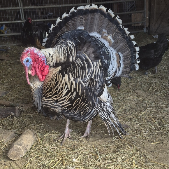 Meet your Posher, Mariel - Picture 4 of 8